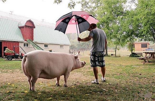 外国小哥以为自己买到了迷你猪,国外小哥养宠物猪