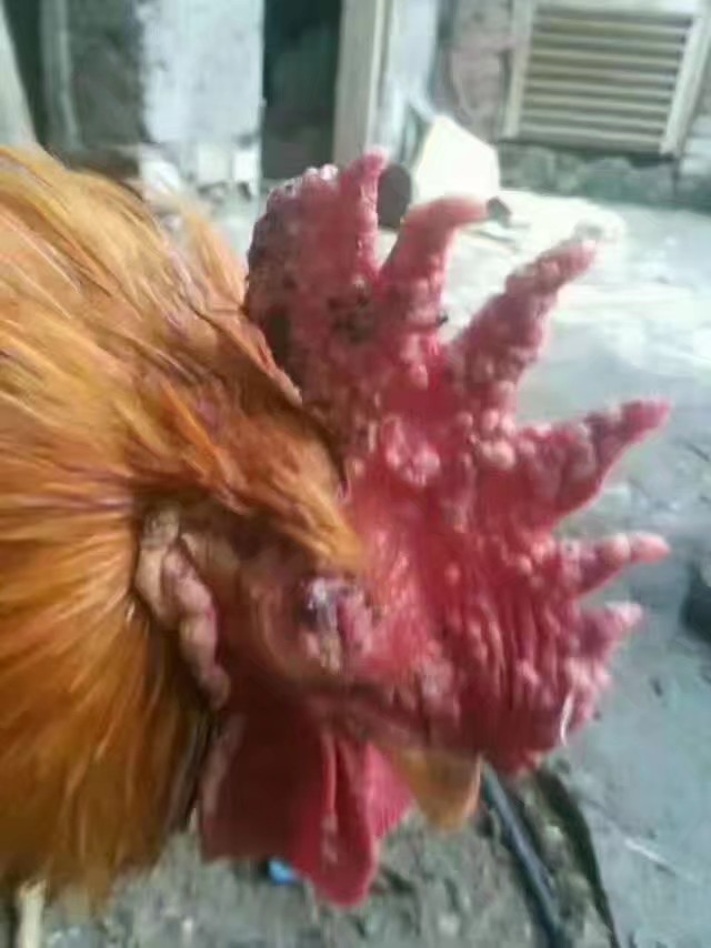 养鸡防治鸡病的方法,散养鸡得鸡痘怎么用药