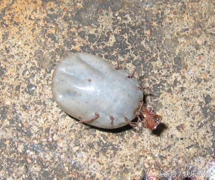 夏季养牛多发病视频,一年四季牛病防治方法