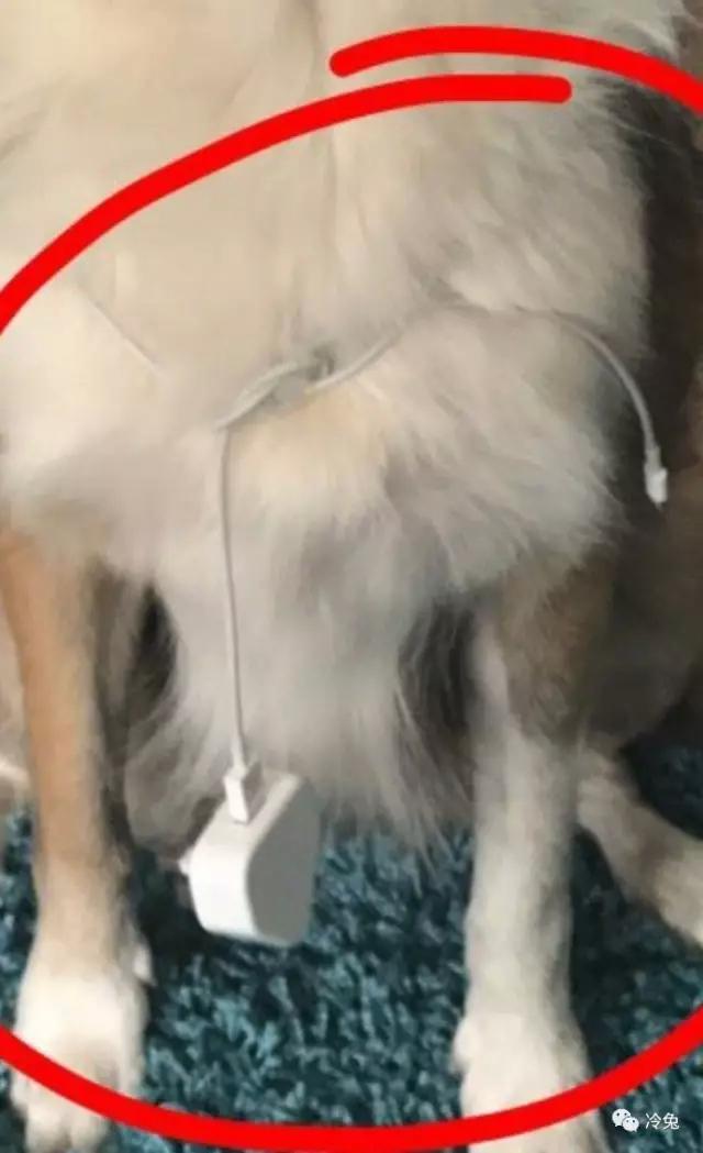 爆笑皮卡丘变形,爆笑皮卡丘韩国