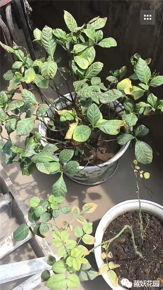 花一般是怎么养死的,养花新手必须知道的事