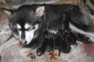 狗妈妈坐月子需关注什么,狗妈产后抑郁怎么办