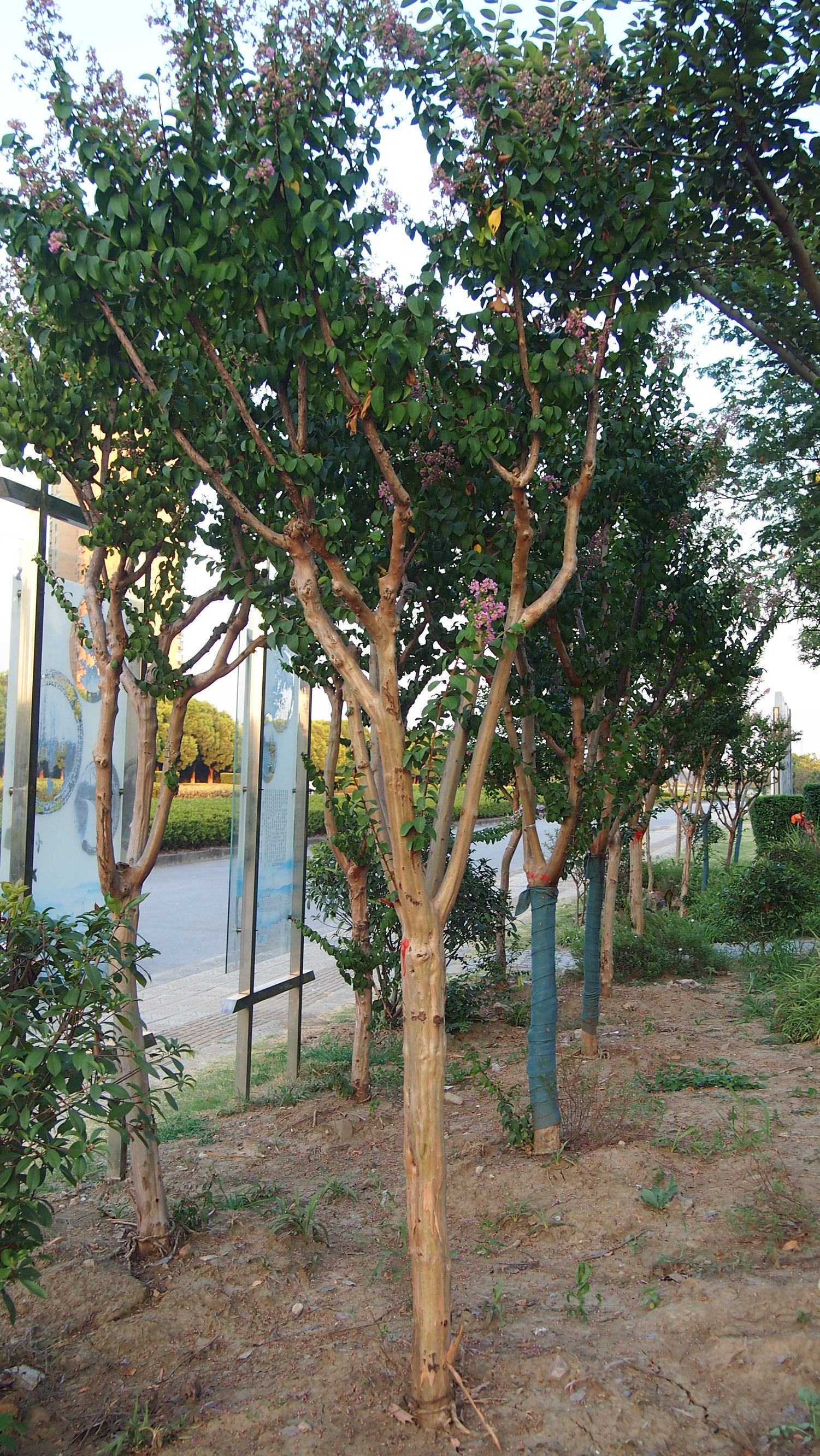 紫薇皮图片,百日红紫薇长花苞后多久开视频