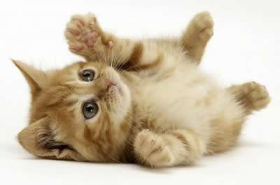 治疗失眠抑郁真正有效的药,失眠头疼等症状该怎么治