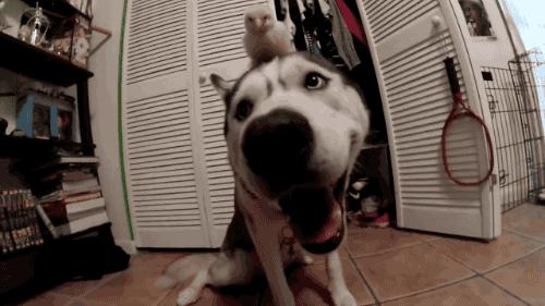 作为一只不能看家护院的大狗，到底应该怎么养