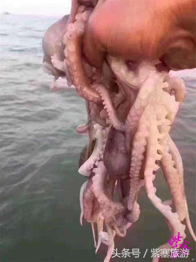 农家院采摘联盟（紫塞）乡村游攻略十六：唐山乐亭老船家农家院