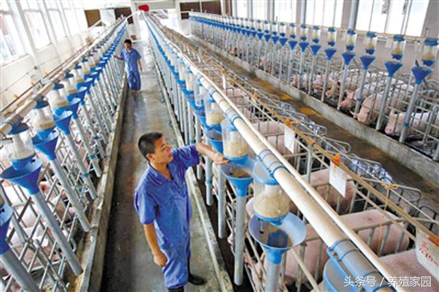 猪一切正常就是不吃食是什么原因,大猪不吃猪食有什么方法