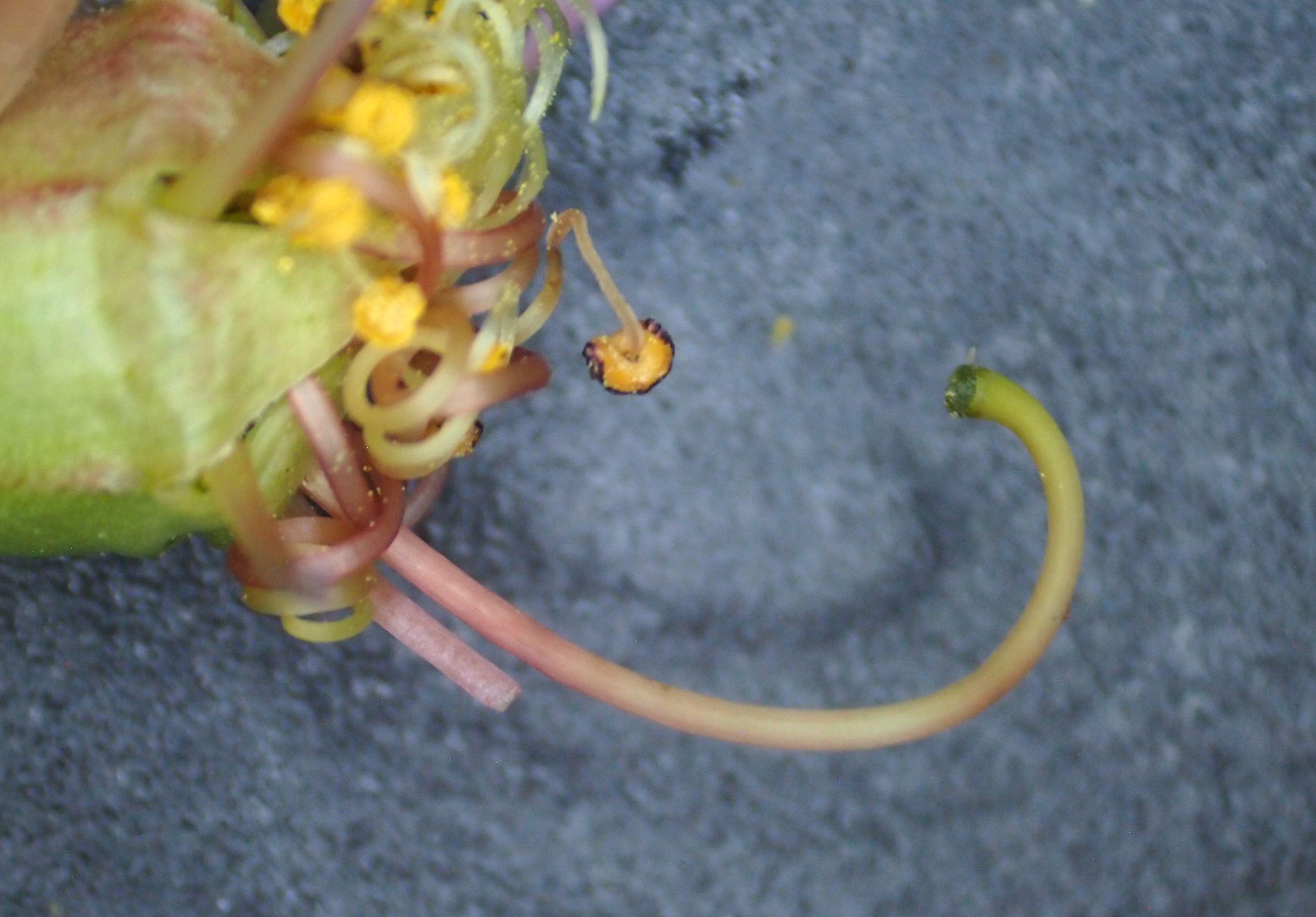 紫薇皮图片,百日红紫薇长花苞后多久开视频