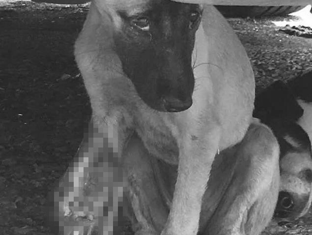 狗狗腿被车压骨头弯了怎么办,狗狗腿被车压了特别肿