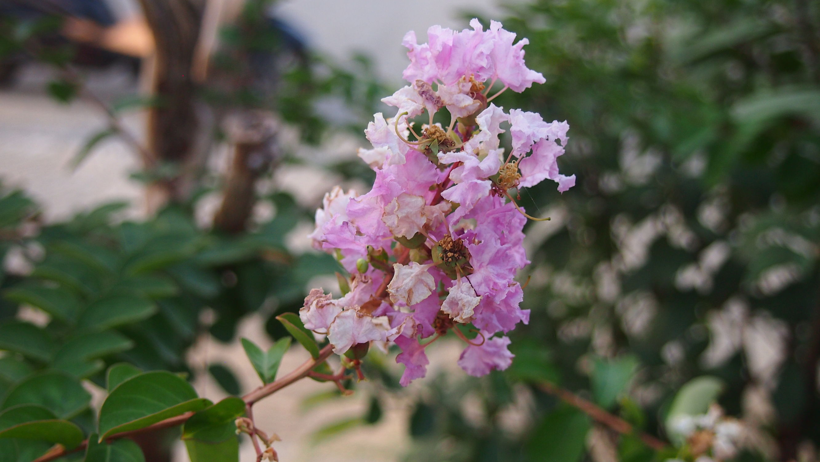 紫薇皮图片,百日红紫薇长花苞后多久开视频