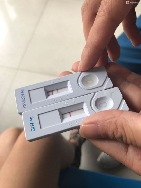 阿拉斯加得细小治好有后遗症吗,阿拉斯加得细小治疗多少钱