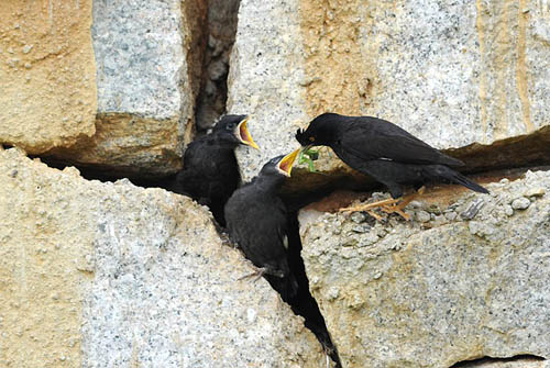 八哥飞到身上吉祥吗,八哥飞到野外能活吗