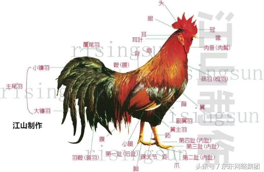 解剖鸡教程,手把手教你解剖鸡