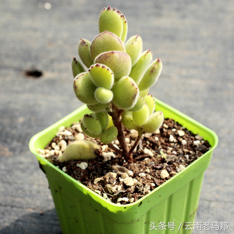 多肉怎么浇水最安全,多肉奇特养法图片