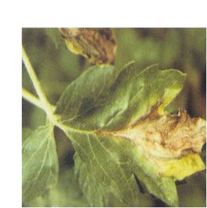 阴天多雨，别让它毁了你辛苦种植的西红柿