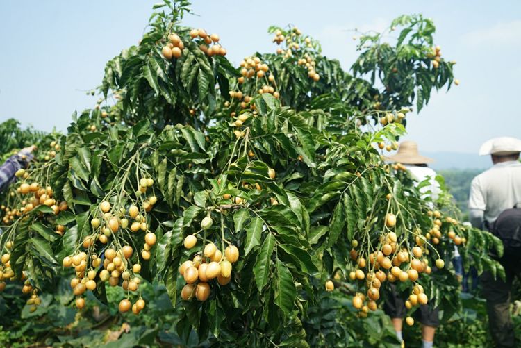 瀵诲懗閮佸崡鍘垮煄,瀵诲懗椤哄痉榛勭毊