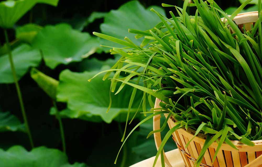 吃韭菜能壮阳？事实真相会让你很失望！