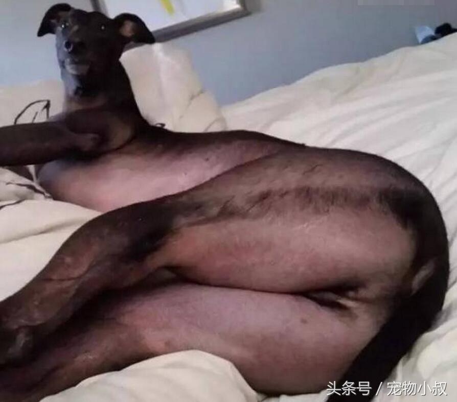 给二哈穿袜子后会有什么反应,给狗子穿袜子