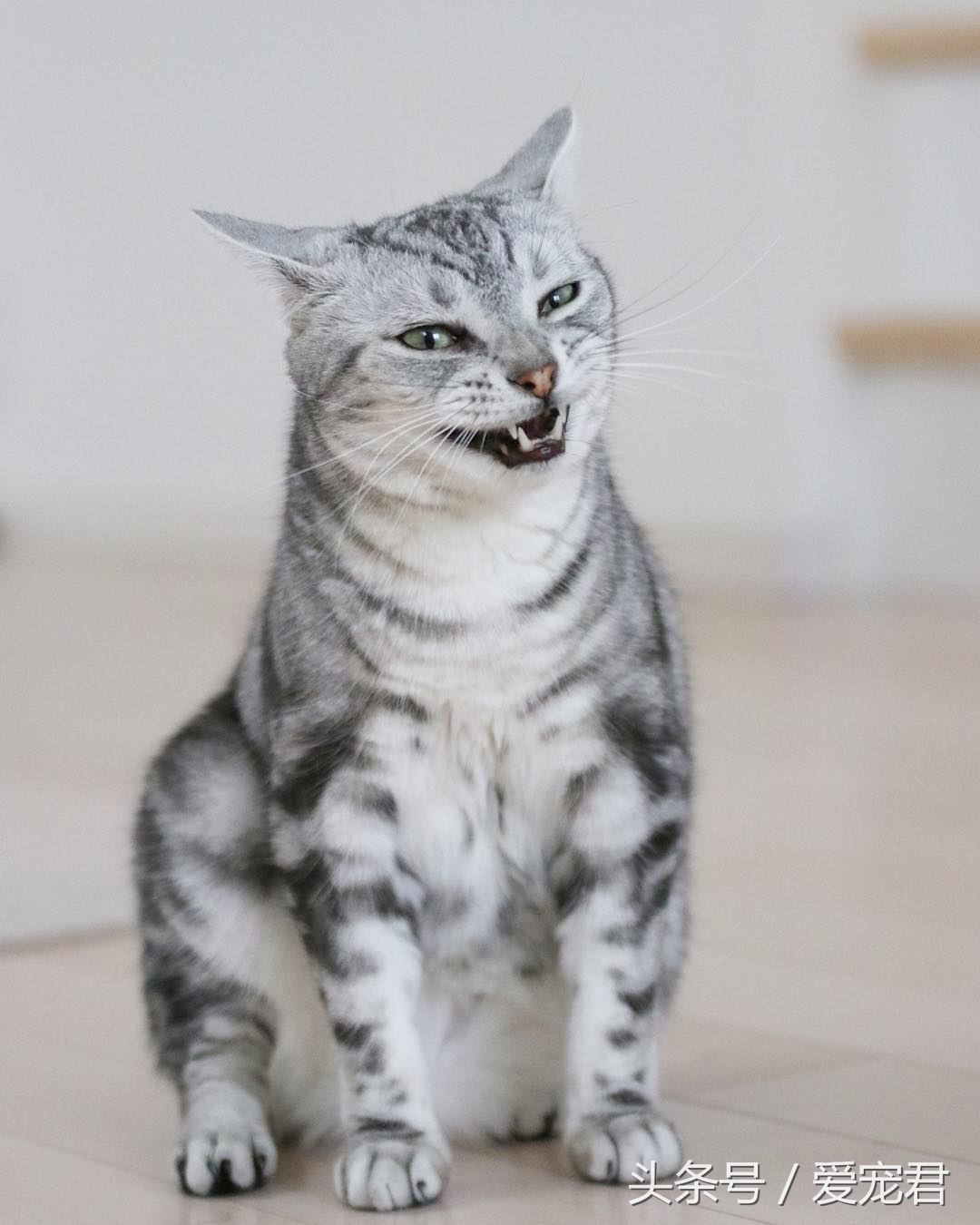 猫咪冷知识什么意思,猫咪冷知识开头素材