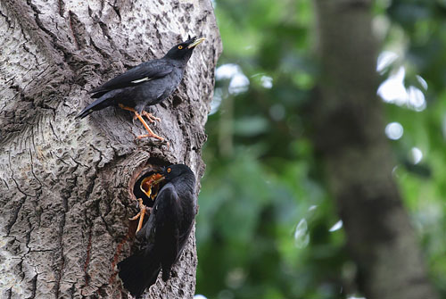 八哥飞到身上吉祥吗,八哥飞到野外能活吗