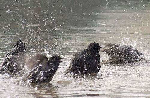 八哥飞到身上吉祥吗,八哥飞到野外能活吗