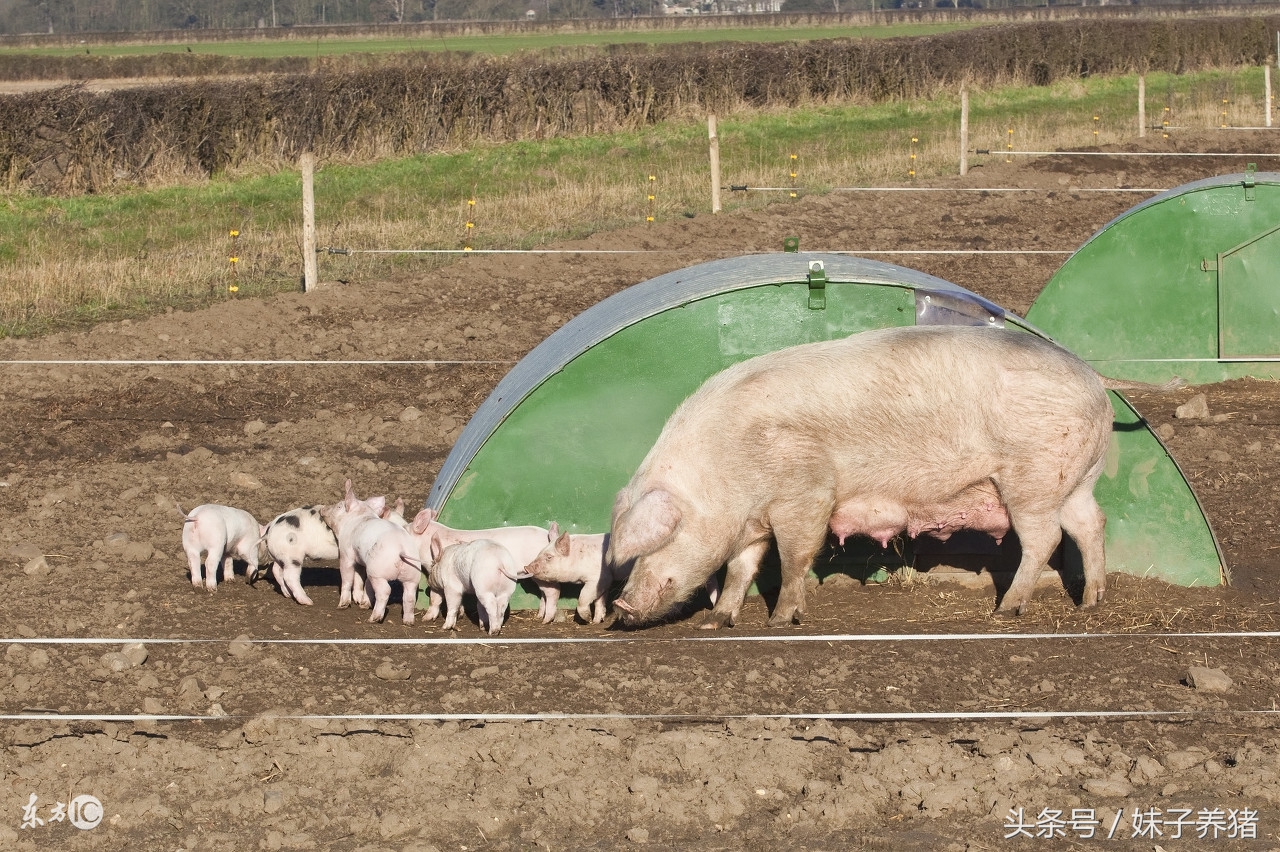 母猪产前产后水肿，养猪人这样来解决