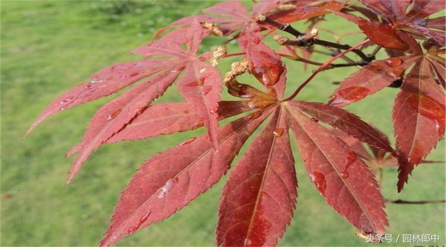 日本红枫叶子干枯了是怎么回事,红枫树干枯怎么治