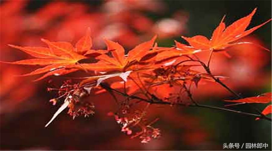 日本红枫叶子干枯了是怎么回事,红枫树干枯怎么治