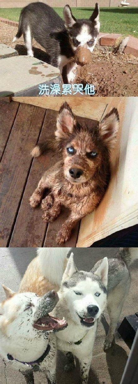 用计谋报复一个人,狗会用什么行为报复主人