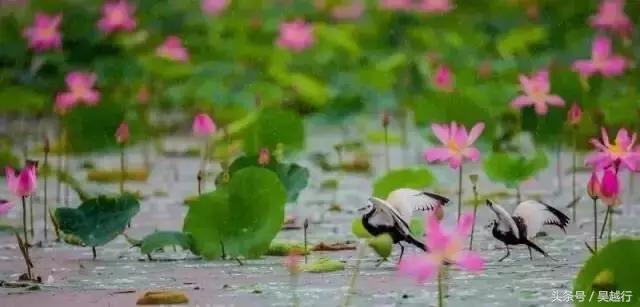 补水效果超级好的清爽水,超舒服的补水方法