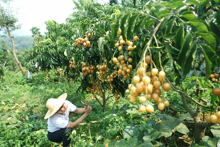 瀵诲懗閮佸崡鍘垮煄,瀵诲懗椤哄痉榛勭毊