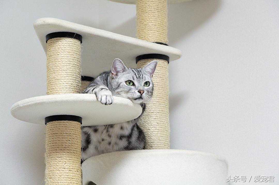 猫咪冷知识什么意思,猫咪冷知识开头素材