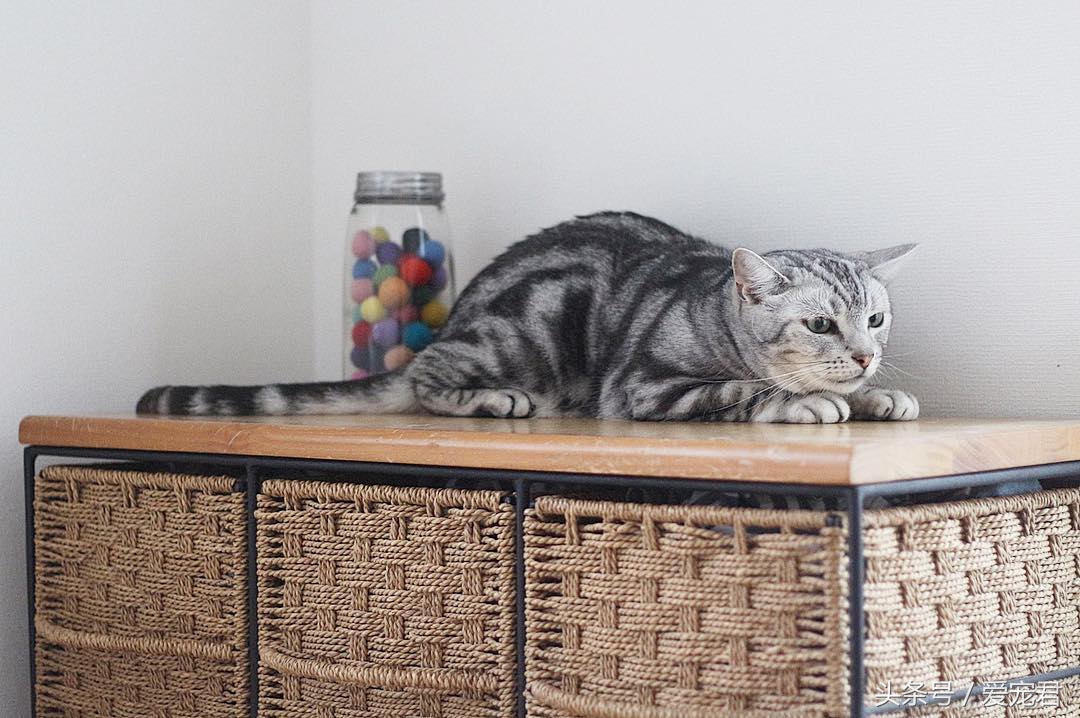 猫咪冷知识什么意思,猫咪冷知识开头素材