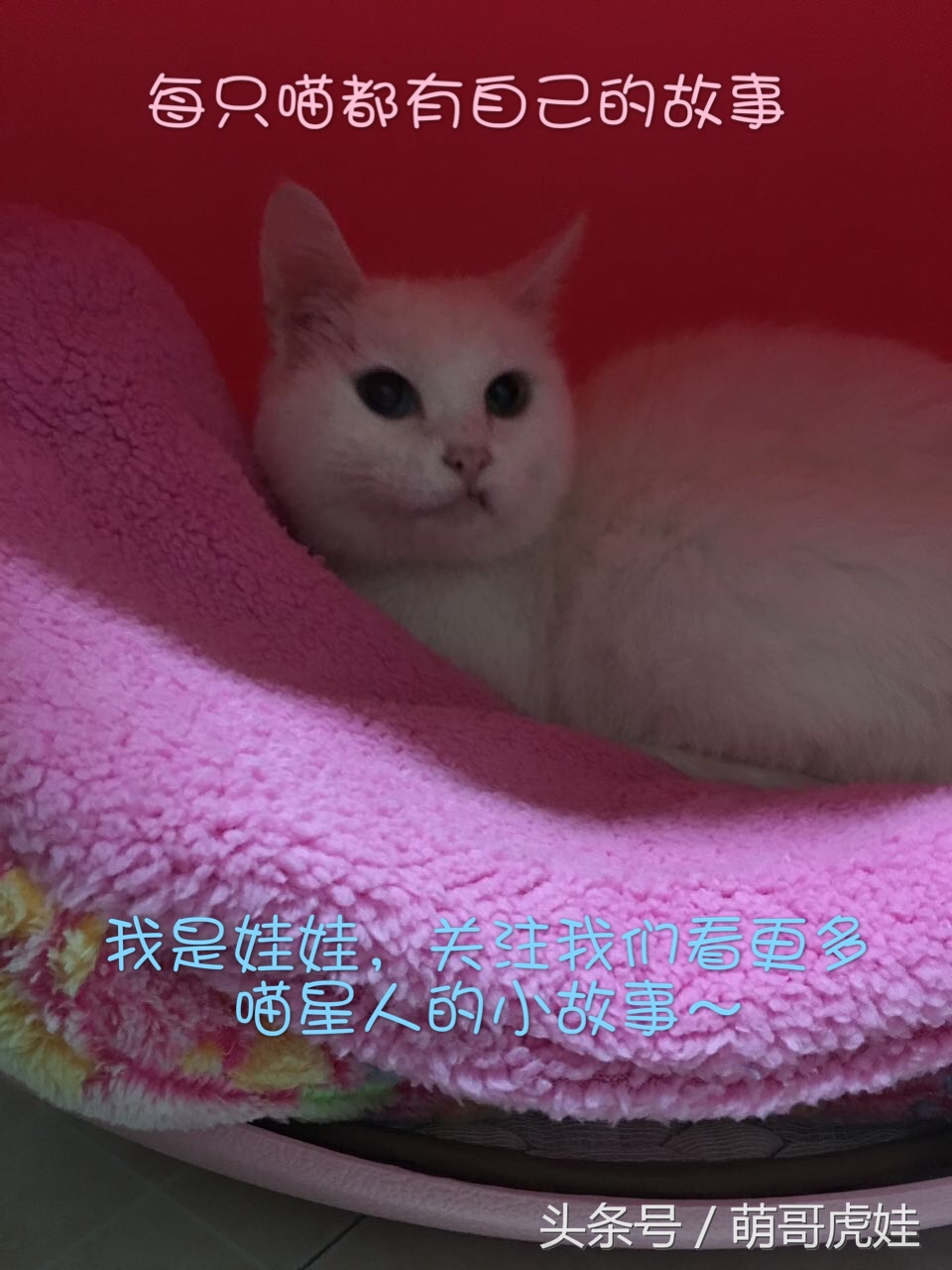 铲屎官被猫抓然后给猫咪头发剃了,铲屎官给狗子剪毛