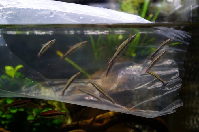 池塘里的鱼陆续死掉是怎么回事,鱼陆续死的原因