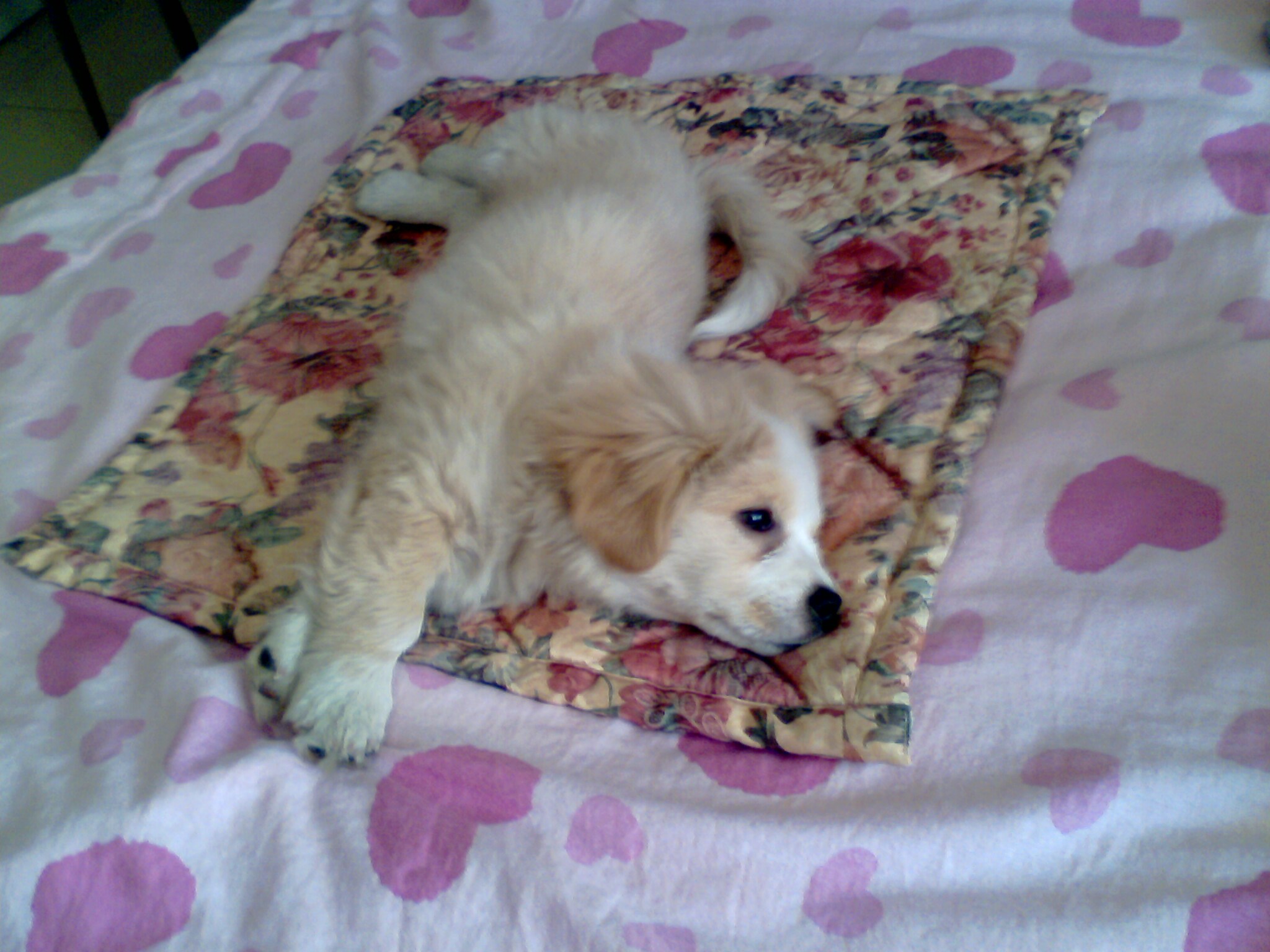 爱犬去世前祭拜视频,爱犬葬礼