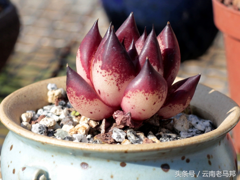 多肉怎么浇水最安全,多肉奇特养法图片