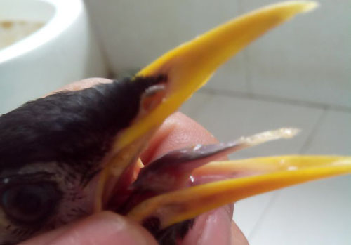 八哥飞到身上吉祥吗,八哥飞到野外能活吗