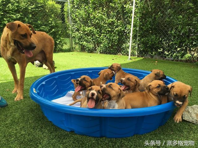 狗妈妈为啥要把它的小狗藏起来,母狗为什么总是把小狗藏起来