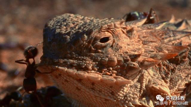 自然传奇怪物之谜,自然传奇未解之谜故事