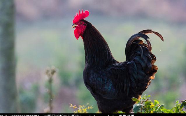 农村养鸡创业好项目,今年农村养土鸡赚钱吗