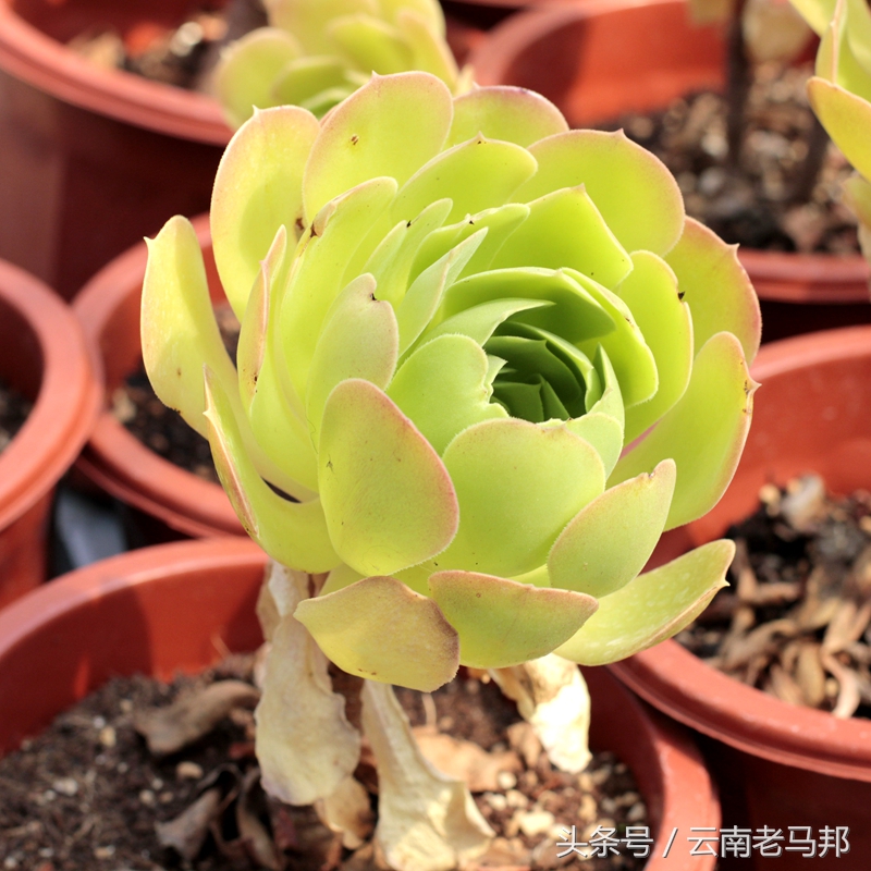 多肉怎么浇水最安全,多肉奇特养法图片