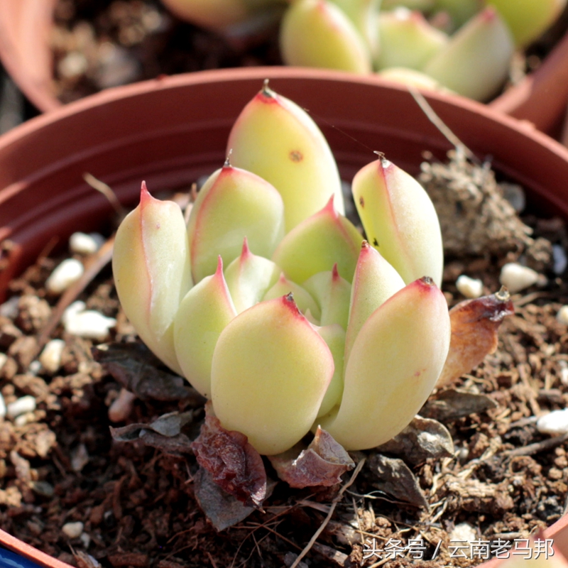 多肉怎么浇水最安全,多肉奇特养法图片