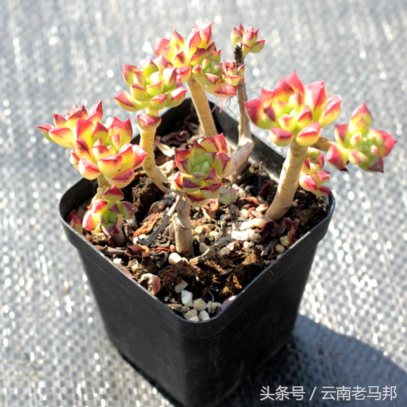 多肉怎么浇水最安全,多肉奇特养法图片