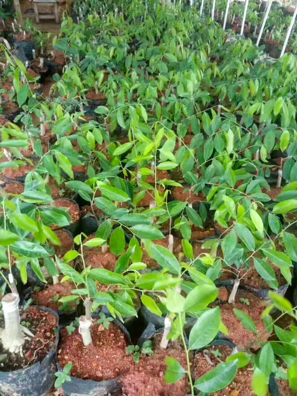 广东茂名电白沉香之乡奇楠直播,沉香五大奇楠产地