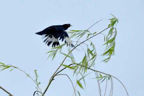 八哥飞到身上吉祥吗,八哥飞到野外能活吗