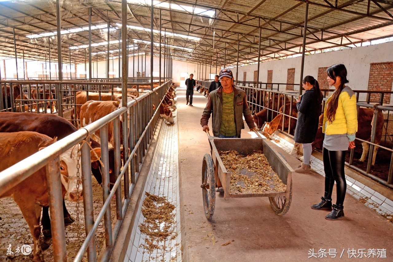 牛反刍时口有白沫是怎么回事,牛反刍吐草团口吐白沫