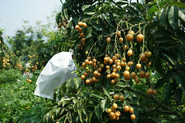 瀵诲懗閮佸崡鍘垮煄,瀵诲懗椤哄痉榛勭毊