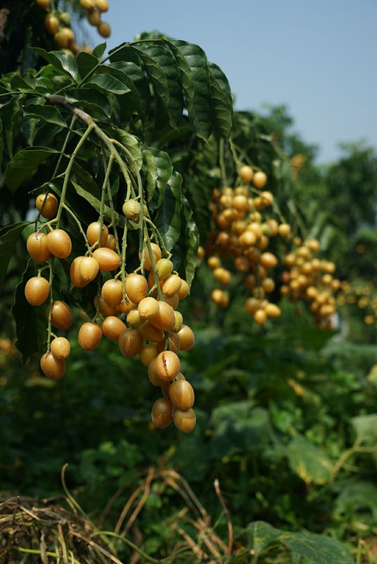 瀵诲懗閮佸崡鍘垮煄,瀵诲懗椤哄痉榛勭毊