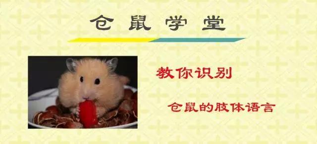 怎么去了解仓鼠的各种动作,仓鼠行为小知识有哪些呢